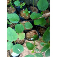 POKOK ROSELLE DALAM POLIBEG