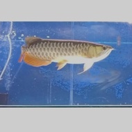 ARWANA GOLDEN RED/ RTG 25CM (INSANG TERLIPAT SEDIKIT)