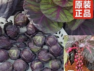 Italy imported brussel sprouts Purple spore brussel seeds Green brussel seeds spring and autumn wint