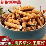 【現貨可開發票】正宗野生冬蟲夏草正品冬蟲草斷蟲草花大斷草西藏冬蟲夏草滋補泡酒
