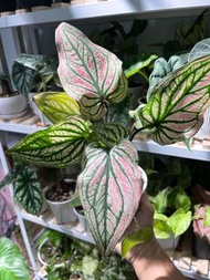 彩葉芋