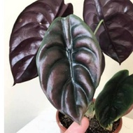 Tanaman alocasia cuprea tengkorak _ tanaman alocasia