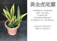 心栽花坊-黃金虎尾蘭/黃金虎皮蘭/黃金天使/7吋/綠化植物/室內植物/觀葉植物/售價500特價400