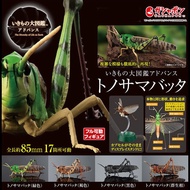 Huahua Gashapon BANDAI BANDAI Gashapon Biological Illustrated Book Limited Flying Locust Assembled M