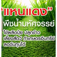 แหนแดงพันธุ์เกษตร (ไมโครฟิลล่า) 1 กิโล