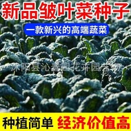 Ready Stock Quick Shipment Wrinkled Leaf Vegetable Seeds Wrinkled Skin Vegetable Feather Coat Kale S
