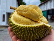 MM- Grafted Musang King Durian Seedling D197/ Anak pokok durian Musang King Kahwin