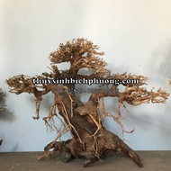 Super BEAUTIFUL BONSAI FOR 80-120CM POOL - SETUP FOR AQUARIUM POOL