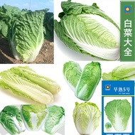Spring Autumn Vegetable Seeds Wholesale Seeds Shandong Chinese Cabbage Vegetable Garden Corn Strawbe