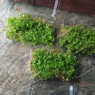 monte carlo aquascape seed(porsi mica)