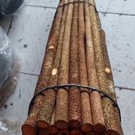 sepasang Asem bali tangkringan burung murai kacer kolibri konin ciblek c ijo.silakan chat aja buat b