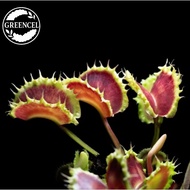 🔥Dionaea muscipula🔥Venus flytrap, Chinese dumpling, Pitcher plant, Carnivorous plant, paludarium, te