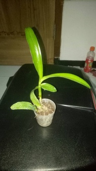 bunga anggrek dendrobium