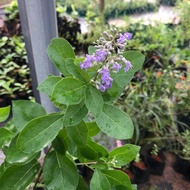 MKT - Anak Pokok Lemuni Putih / Pokok Lagundi / Pokok Herba