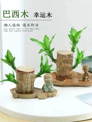 Hydroponic plant Brazilian wood lucky blooming office living room indoor water-raised potted small tree people live when exposed to water