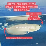 SILVER RED ARWANA FISH (FAN FISH) 20 cm up