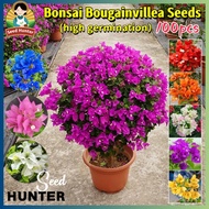 100pcs Mixed Bougainvillea Seeds for Planting Flowers Dwarf Bougainvillea Plant Seeds Bonsai Bougain