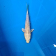 Koi Ikan Koi Import Yamabuki Ogon Ikarashi Alyashop243