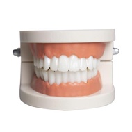 Basic consultation jaw model, orthodontic practice jaw
