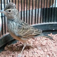 burung branjangan parva jantan