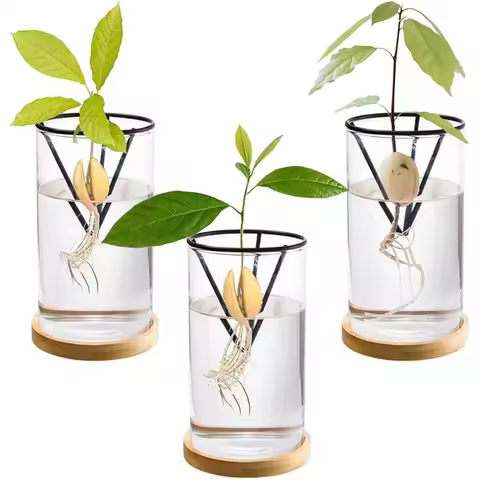 1Set Avocado Tree Growing Kits Hydroponic Glass Avocado Seed Vase With Triangle Bracket And Bamboo B