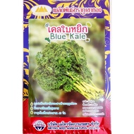 เมล็ดเคลใบหยิก Blue Kale MT/LT-21 ตราภูเขาทอง ปริมาณ100เมล็ด เมล็ดพันธุ์เคลใบหยิก เมล็ดเคล เมล็ดพันธ