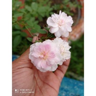 Anak Benih Pokok Bunga Ros Kampung Pink Lembut/ Rose Pengantin/Rose Cecilia Dalam Polibeg