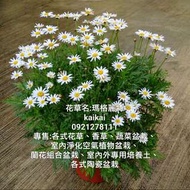 瑪格麗特(木春菊、茼蒿菊)盆栽/白花高貴素雅