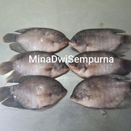 Ikan Gurame Fresh 1Kg Isi 3 Pcs