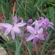 Pokok Society Garlic Kucai Taiwan Kuchai Ungu