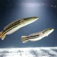 Unik Ikan Toman Channa Micropeltes Ikan Hias Ikan Predator Limited