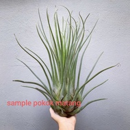 Tillandsia Bishop John Fisher