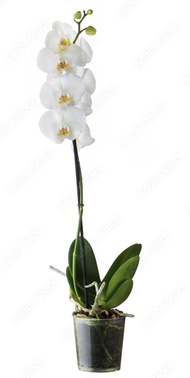 Bunga Anggrek Bulan / Phalaenopsis Putih Berbunga Grade A