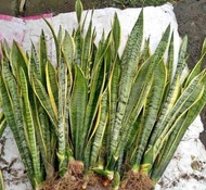 Uprooted Snake Plant (2-3Leaves)  (Indoor Plant and Outdoor Plant , Real Plant, Live Plant) - Plants