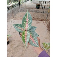 Aglaonema Pink Beauty