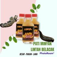 MINYAK LINTAH BELACAK ASLI ORIGINAL BUATAN KAMPUNG