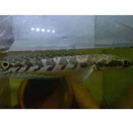 Sale Chana Yellow Sentarum 20Cm