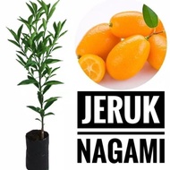 Bibit Tanaman Jeruk Nagami Bibit Jeruk Nagami