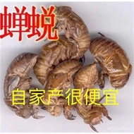 Cicada Sheds Cicada's Shell Clothing 100 KH2P
