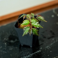 Begonia sp. Miyosnom [ RARE Plant ]