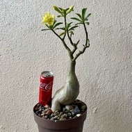 Bonsai adenium / bunga kemboja /盆栽富贵花/沙漠玫瑰