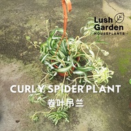 (Bushy) Curly Spider Plant / 卷叶吊兰 150mm Pot Hanging Live Plant Air Purifying Pokok Hiasan [Lush Gard