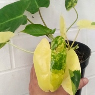 SALE ! Philodendron Burle Marx Variegata