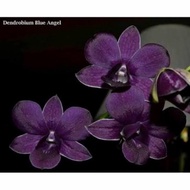 Anggrek Dendrobium Blue Angel