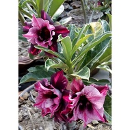 🌺💜 'Purple Majesty 003' - Exquisite Adenium Desert Rose Seed Collection for Luxurious Fleshy Potted 