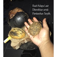 PALMYRA PALM SEED / BIJI BENIH POHOK KELAPA LAUT / POKOK TAL / SIWALAN