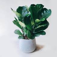 開幕送禮首選-大葉琴葉榕