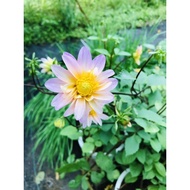Ubi pokok bunga Dahlia / Dahlia bulb