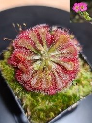 Drosera Spatulata [Sundew][Carnivorous Plants][GILAGARDEN]