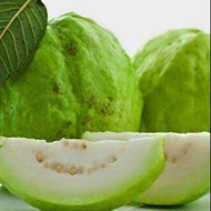 Anak pokok jambu Batu Lohan